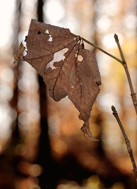 24 Blatt Herbst D33_1149 Kopie.jpg